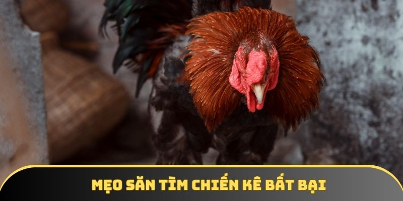 Mẹo săn tìm chiến kê bất bại