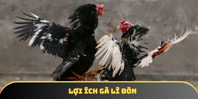 Lợi ích gà lì đòn