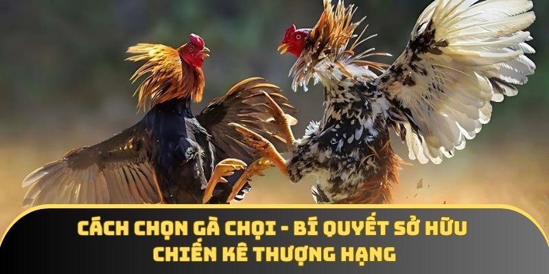 Cách chọn gà chọi - Bí quyết sở hữu chiến kê thượng hạng