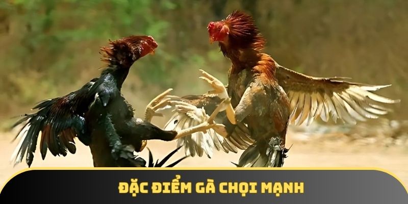 Đặc điểm gà chọi mạnh Đặc điểm gà chọi mạnh