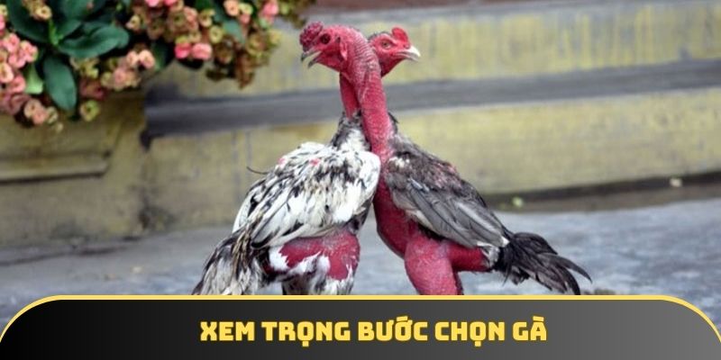 Xem trọng bước chọn gà Xem trọng bước chọn gà