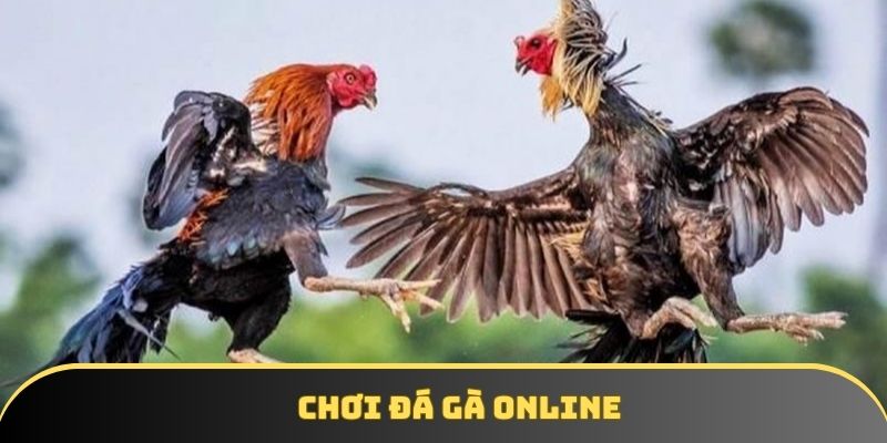 Chơi đá gà online - Giải trí kịch tính thắng lớn mỗi ngày