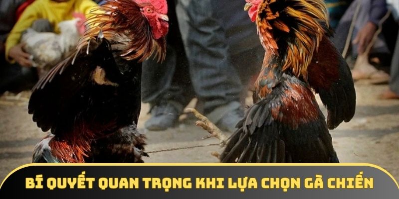 Bí quyết quan trọng khi lựa chọn gà chiến