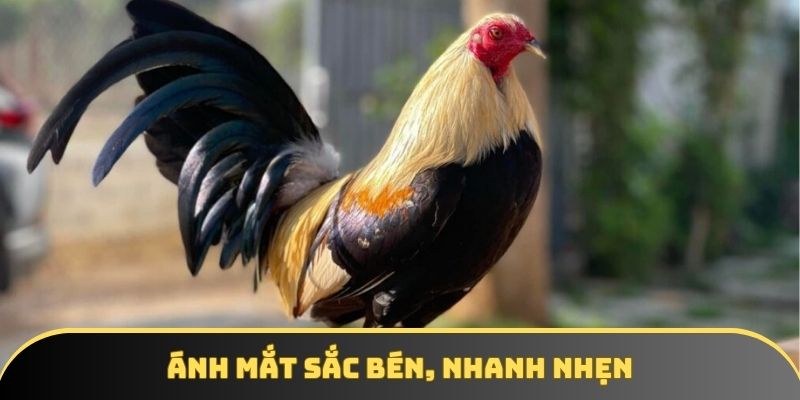 Ánh mắt sắc bén, nhanh nhẹn
