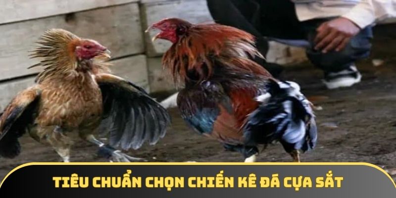 Tiêu chuẩn chọn chiến kê đá cựa sắt