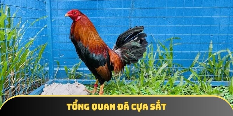 Tổng quan gà đá cựa sắt