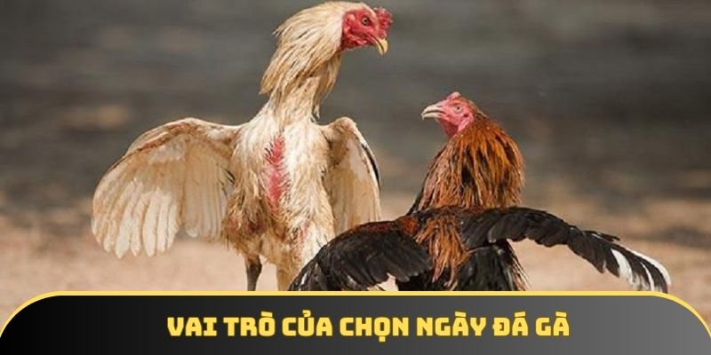 Vai trò của chọn ngày đá gà