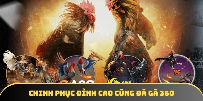 Đá gà 360 - Cùng GA6789 chinh phục đỉnh cao trong cá cược