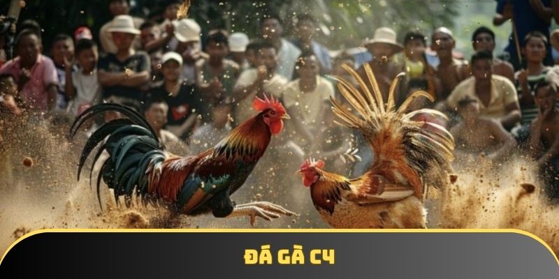 Đá gà C4 - Đá gà trực tiếp chất lượng, uy tín nhất 2025
