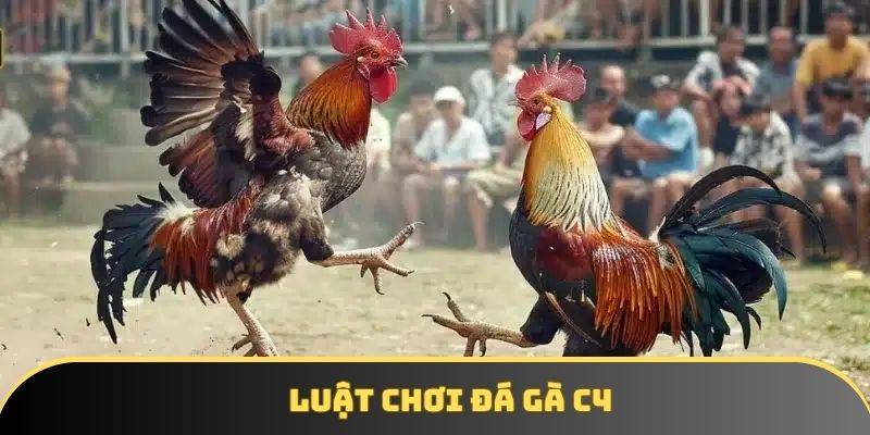 Luật chơi đá gà trực tiếp C4 đơn giản Luật chơi đá gà trực tiếp C4 đơn giản