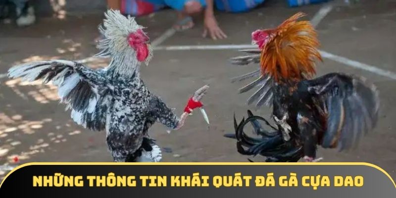 Những thông tin khái quát đá gà cựa dao Những thông tin khái quát đá gà cựa dao