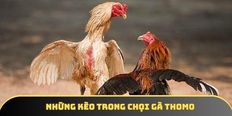 Những kèo trong chọi gà thomo Những kèo trong chọi gà thomo