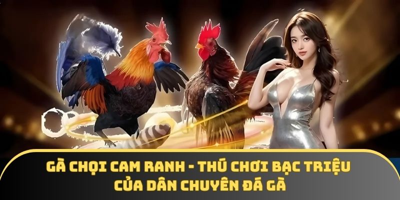 Gà chọi Cam Ranh - Thú chơi bạc triệu của dân chuyên đá gà