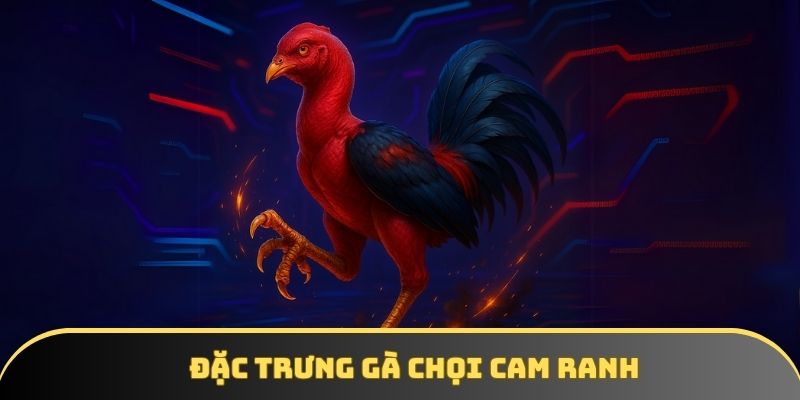 Đặc trưng gà chọi Cam Ranh Đặc trưng gà chọi Cam Ranh