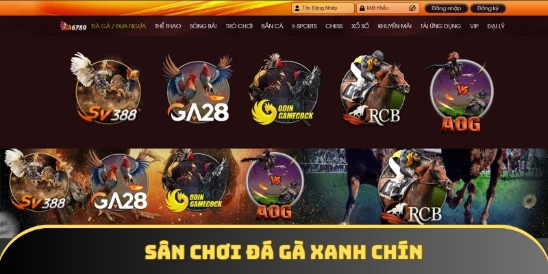 Sân chơi đá gà xanh chín Sân chơi đá gà xanh chín