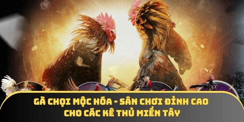 Gà chọi Mộc Hóa - Sân chơi đỉnh cao cho các kê thủ miền Tây