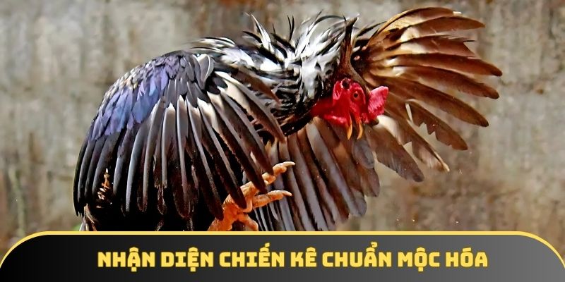 Nhận diện chiến kê chuẩn Mộc Hóa Nhận diện chiến kê chuẩn Mộc Hóa