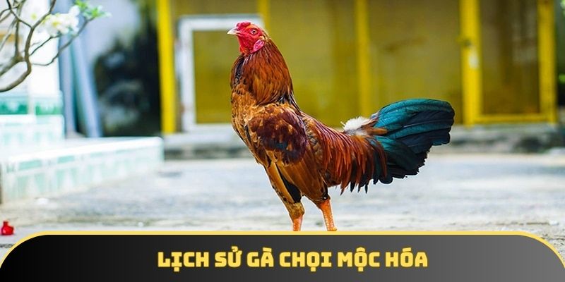 Lịch sử gà chọi Mộc Hóa Lịch sử gà chọi Mộc Hóa