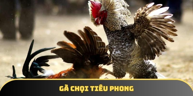 Gà chọi tiêu phong - Lựa chọn hoàn hảo cho giới đam mê đá gà
