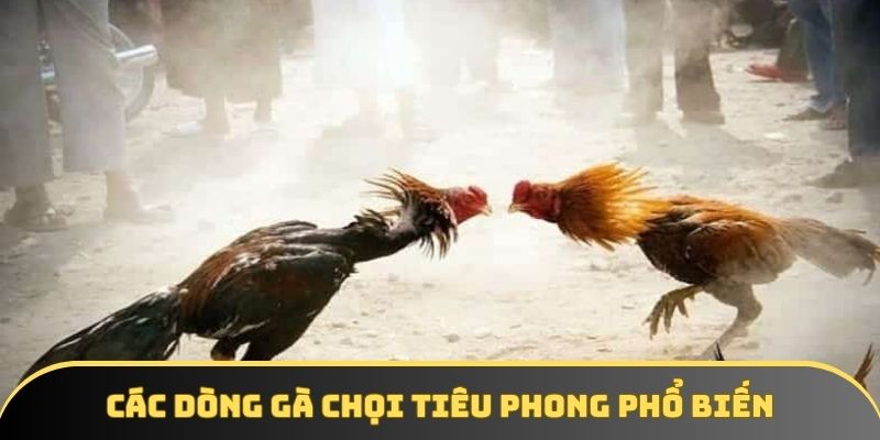 Các dòng gà chọi tiêu phong phổ biến Các dòng gà chọi tiêu phong phổ biến