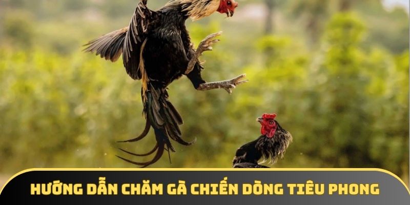 Hướng dẫn chăm gà chiến dòng tiêu phong Hướng dẫn chăm gà chiến dòng tiêu phong