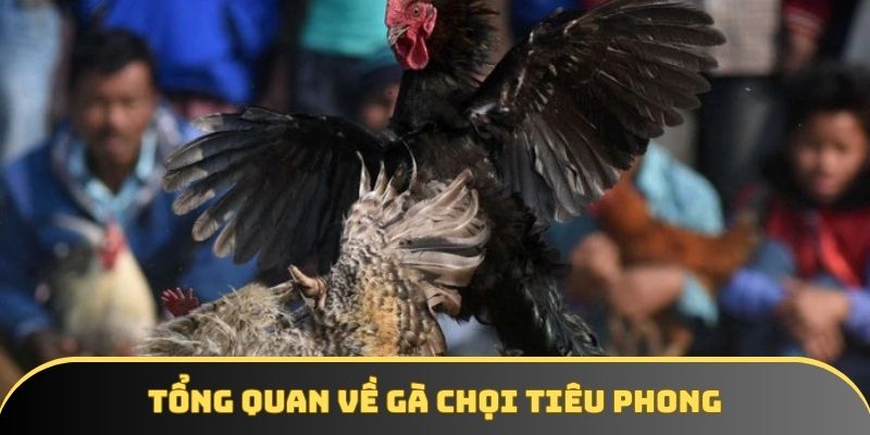 Tổng quan về gà chọi tiêu phong Tổng quan về gà chọi tiêu phong