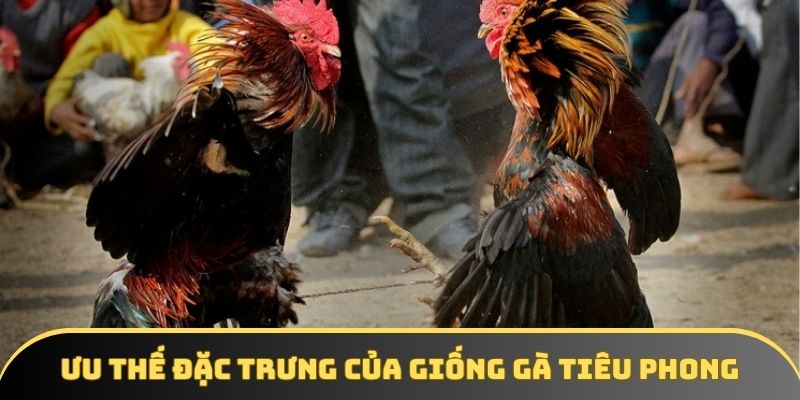 Ưu thế đặc trưng của giống gà tiêu phong Ưu thế đặc trưng của giống gà tiêu phong