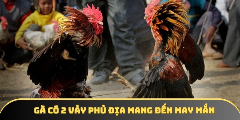 Gà có 2 vảy phủ địa là biểu tượng của may mắn và chiến thắng Gà có 2 vảy phủ địa là biểu tượng của may mắn và chiến thắng