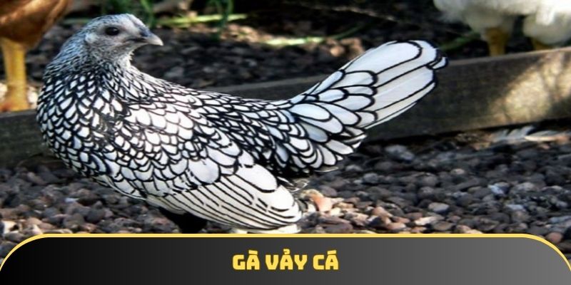 Gà vảy cá - Hướng dẫn nuôi đúng kỹ thuật từ A đến Z hiệu quả