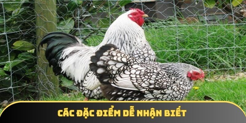 Các đặc điểm dễ nhận biết Các đặc điểm dễ nhận biết