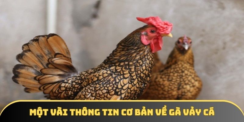 Một vài thông tin cơ bản về gà vảy cá Một vài thông tin cơ bản về gà vảy cá