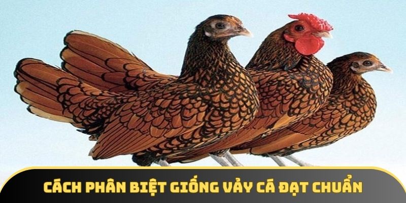 Cách phân biệt giống vảy cá đạt chuẩn Cách phân biệt giống vảy cá đạt chuẩn