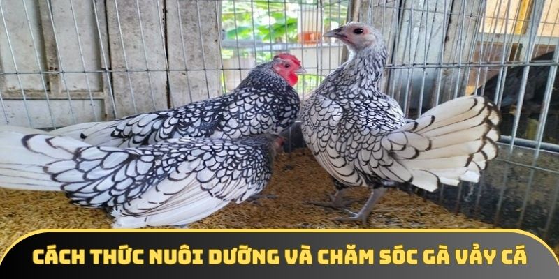 Cách thức nuôi dưỡng và chăm sóc gà vảy cá Cách thức nuôi dưỡng và chăm sóc gà vảy cá