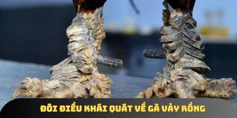 Thông tin chung về gà vảy rồng Thông tin chung về gà vảy rồng