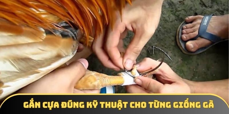 Gắn cựa đúng kỹ thuật cho từng giống gà