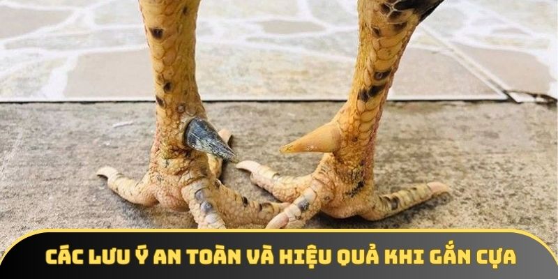 Các lưu ý an toàn và hiệu quả khi gắn cựa