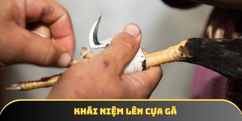 Khái niệm lên cựa gà