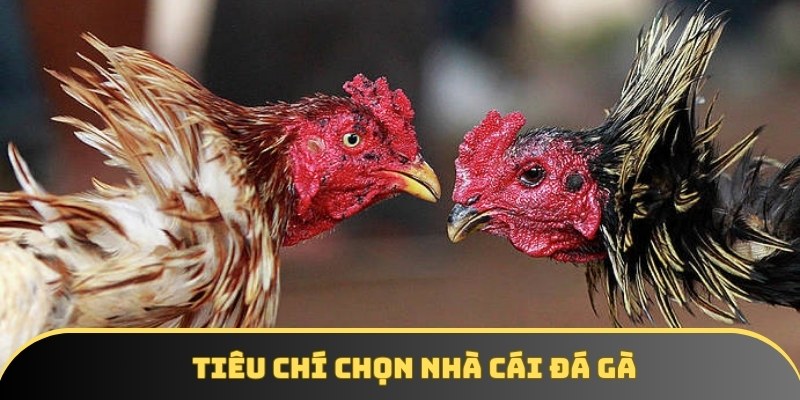 Các tiêu chí quan trọng để chọn nhà cái đá gà uy tín Các tiêu chí quan trọng để chọn nhà cái đá gà uy tín