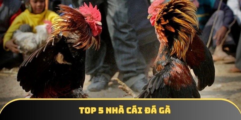 Khám phá top 5 nhà cái đá gà đáng tin cậy nhất hiện nay Khám phá top 5 nhà cái đá gà đáng tin cậy nhất hiện nay