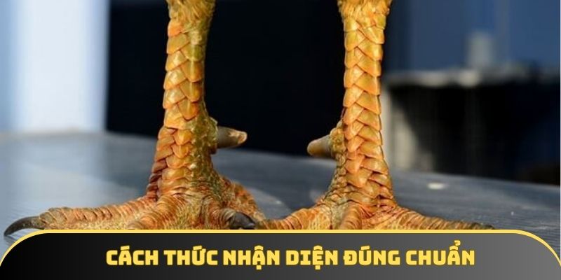 Cách thức nhận diện đúng chuẩn 