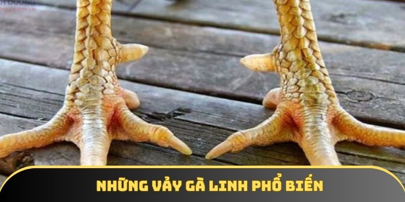 Những vảy gà linh phổ biến