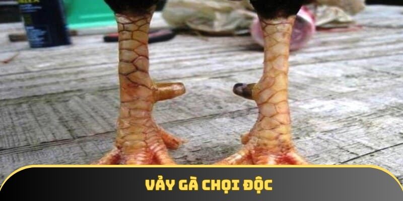 Vảy gà chọi độc - Top 5 loại vảy độc và hiếm nhất hiện nay