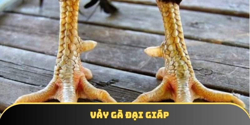 Vảy gà Đại Giáp cực hiếm Vảy gà Đại Giáp cực hiếm