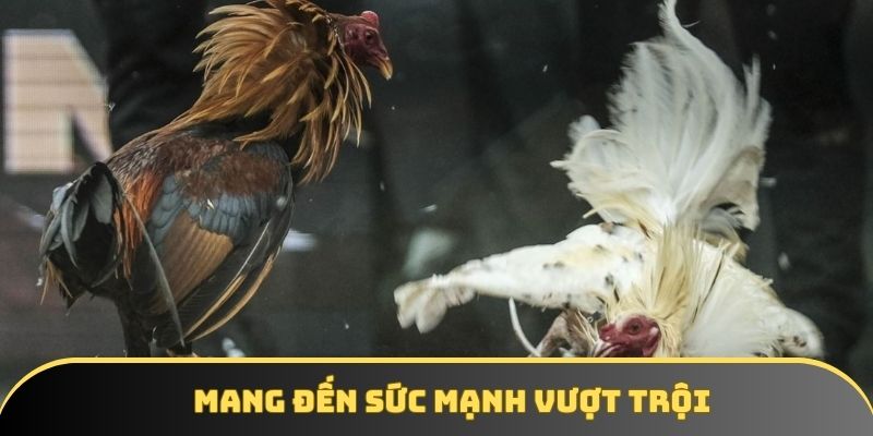 Vảy gà chọi độc mang đến sức mạnh thể chất vượt trội