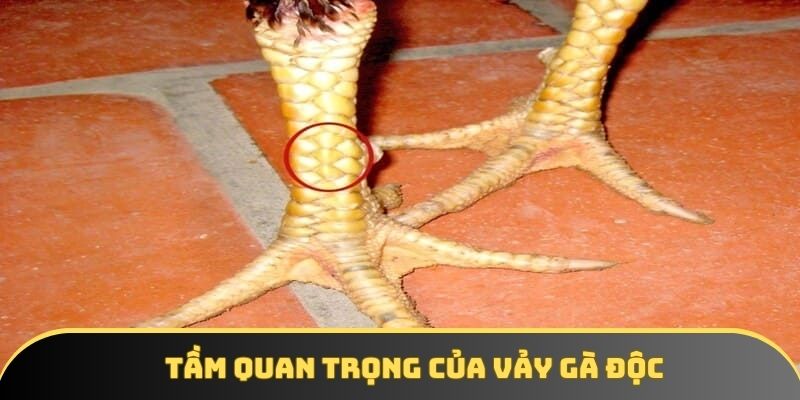 Tầm quan trọng của vảy gà độc Tầm quan trọng của vảy gà độc