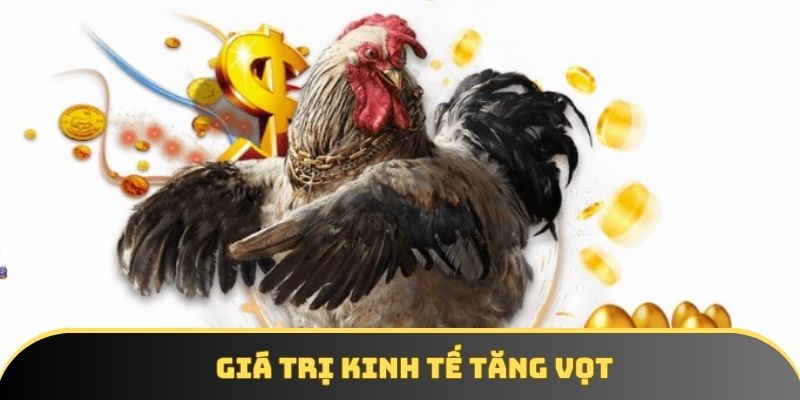 Giá trị kinh tế của loại chiến kê này cũng được gia tăng đáng kể