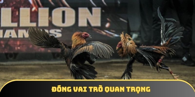 Đóng vai trò quan trọng trong thị trường chiến kê hiện đại