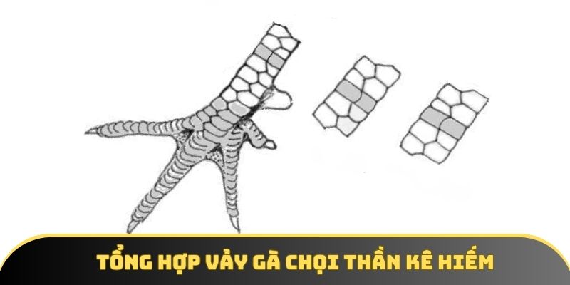 Tổng hợp vảy gà chọi thần kê hiếm