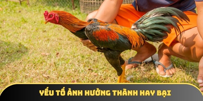 Yếu tố ảnh hưởng thành hay bại