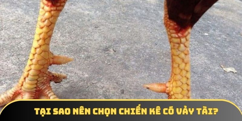 Tại sao nên chọn chiến kê có vảy tài? Tại sao nên chọn chiến kê có vảy tài?